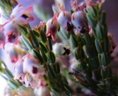 Erica inamoena