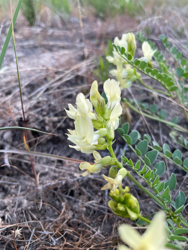Beckwith's Milkvetch (Astragalus beckwithii)