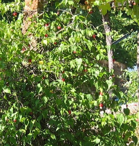 Trailing Abutilon (Callianthe megapotamica)