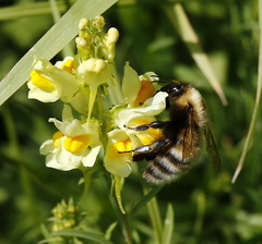 Bombus distinguendus
