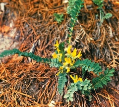 Astragalus kungurensis