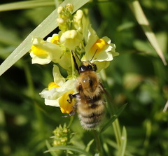 Bombus distinguendus