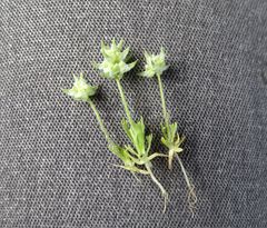 Ceratocephala falcata