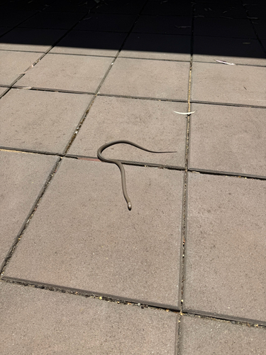 Eastern Brown Snake sighting