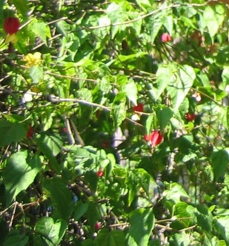 Callianthe megapotamica