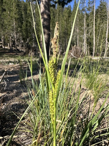 Oregon sedge (Carex halliana)