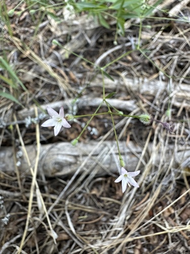 milk kelloggia (Kelloggia galioides)