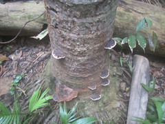Ganoderma orbiforme