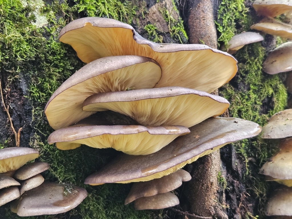 Sarcomyxa serotina · December 2025 · photo: © tser (iNaturalist, cc-by)