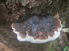 Ganoderma orbiforme