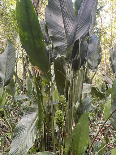 Goeppertia cylindrica