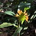 Aphelandra ornata (Nees) T.Anderson