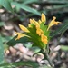 Aphelandra ornata (Nees) T.Anderson 2