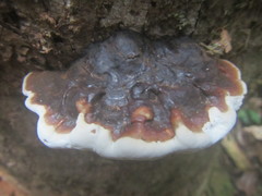 Ganoderma orbiforme
