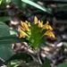 Aphelandra ornata (Nees) T.Anderson 3