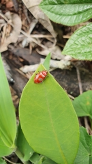 Omophoita sexnotata