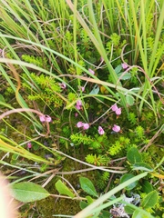 Vaccinium microcarpum
