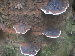 Ganoderma orbiforme