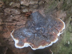 Ganoderma orbiforme