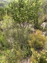 Gomphostigma virgatum