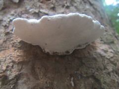 Ganoderma orbiforme