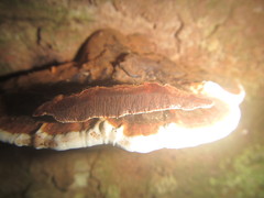 Ganoderma orbiforme