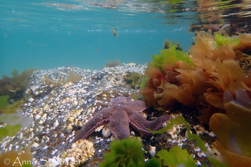 Common Sea Star