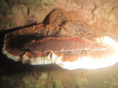 Ganoderma orbiforme