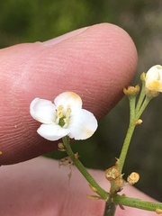 Gomphostigma virgatum