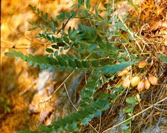 Astragalus kungurensis
