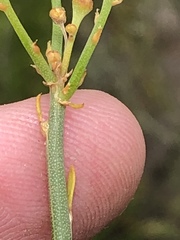 Gomphostigma virgatum