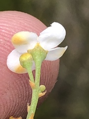 Gomphostigma virgatum