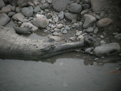 Gavialis gangeticus