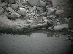 Gavialis gangeticus