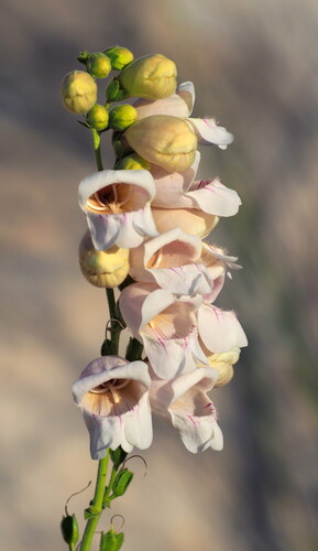 Extraordinary beardtongue (Penstemon eximius)