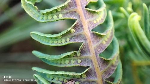 drooping forked fern (Dicranopteris flexuosa)