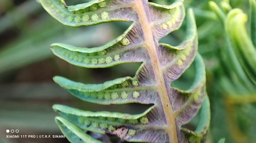 Dicranopteris flexuosa, photograph 1