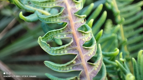 Dicranopteris flexuosa, photograph 4