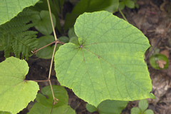 Vitis coignetiae