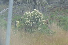 Cassinia aculeata aculeata