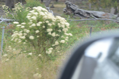 Cassinia aculeata aculeata