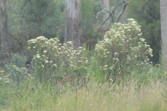 Cassinia aculeata aculeata