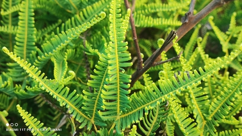 Dicranopteris flexuosa, photograph 5