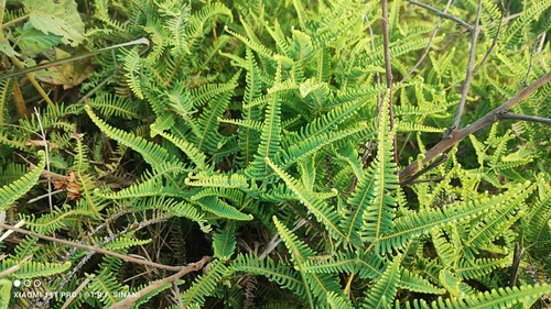 Dicranopteris flexuosa, photograph 6