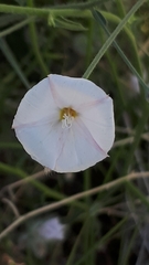 Convolvulus virgatus