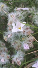 Convolvulus virgatus