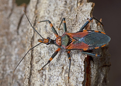 Havinthus rufovarius