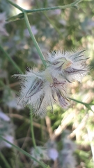 Convolvulus virgatus