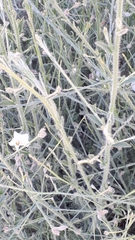 Convolvulus virgatus