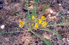 Astragalus kungurensis